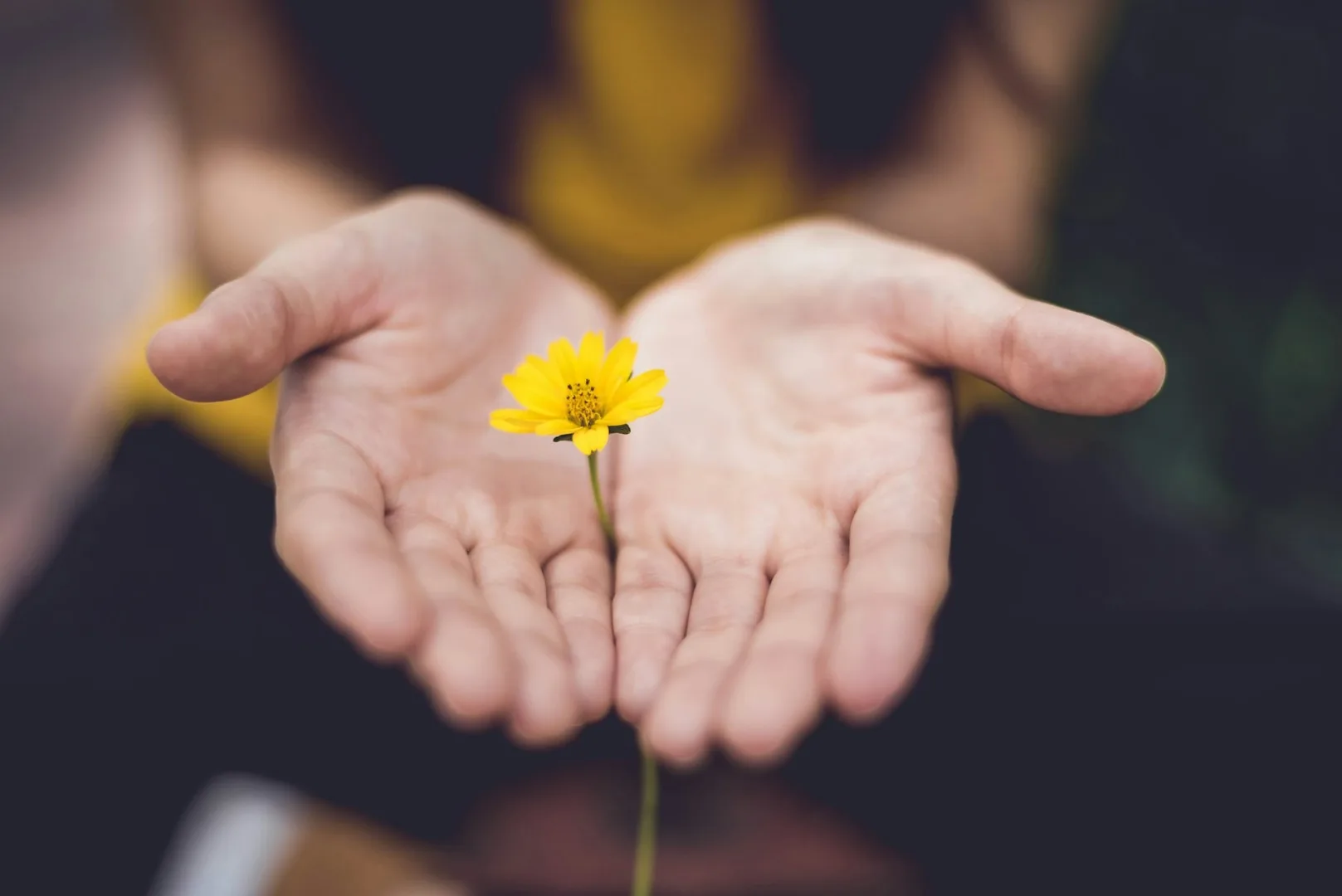 Two cupped hands holding a small yellow flower.