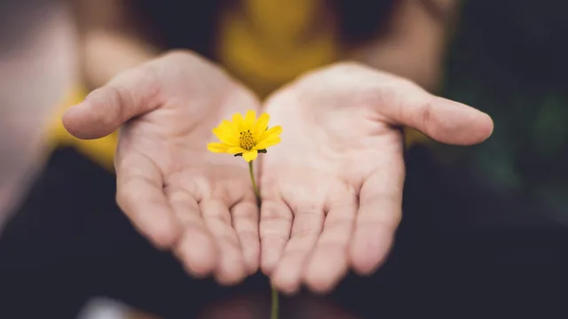 Two cupped hands holding a small yellow flower.