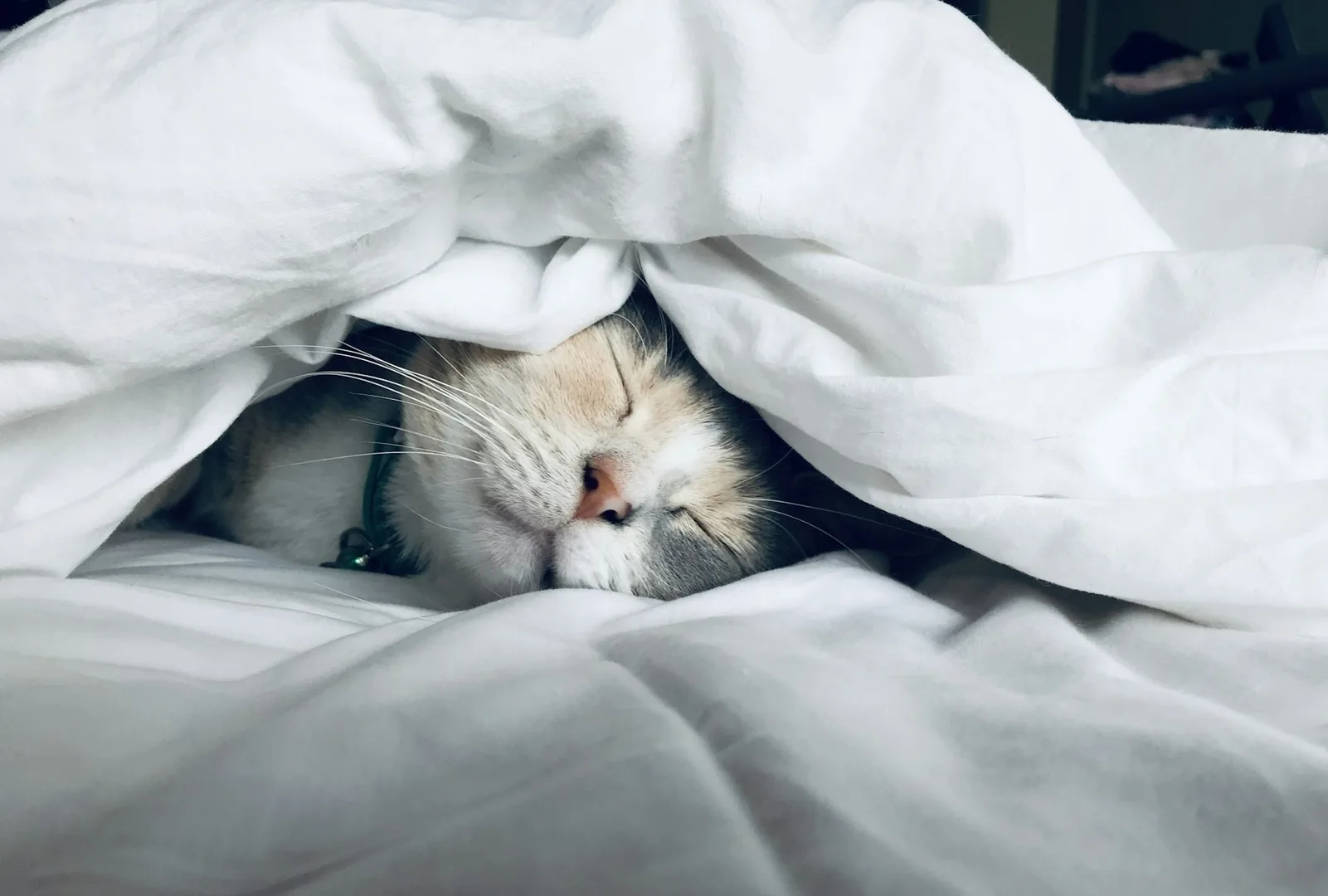 A white cat asleep under a duvet.