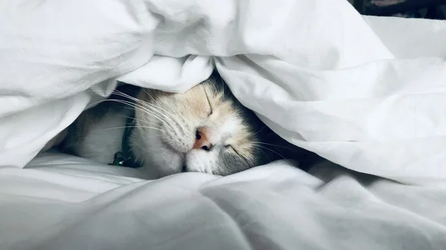 A white cat asleep under a duvet.