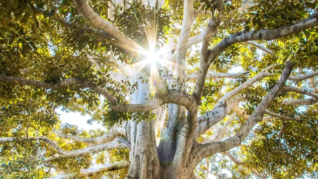Sunlight filtering through the branches of a large tree.