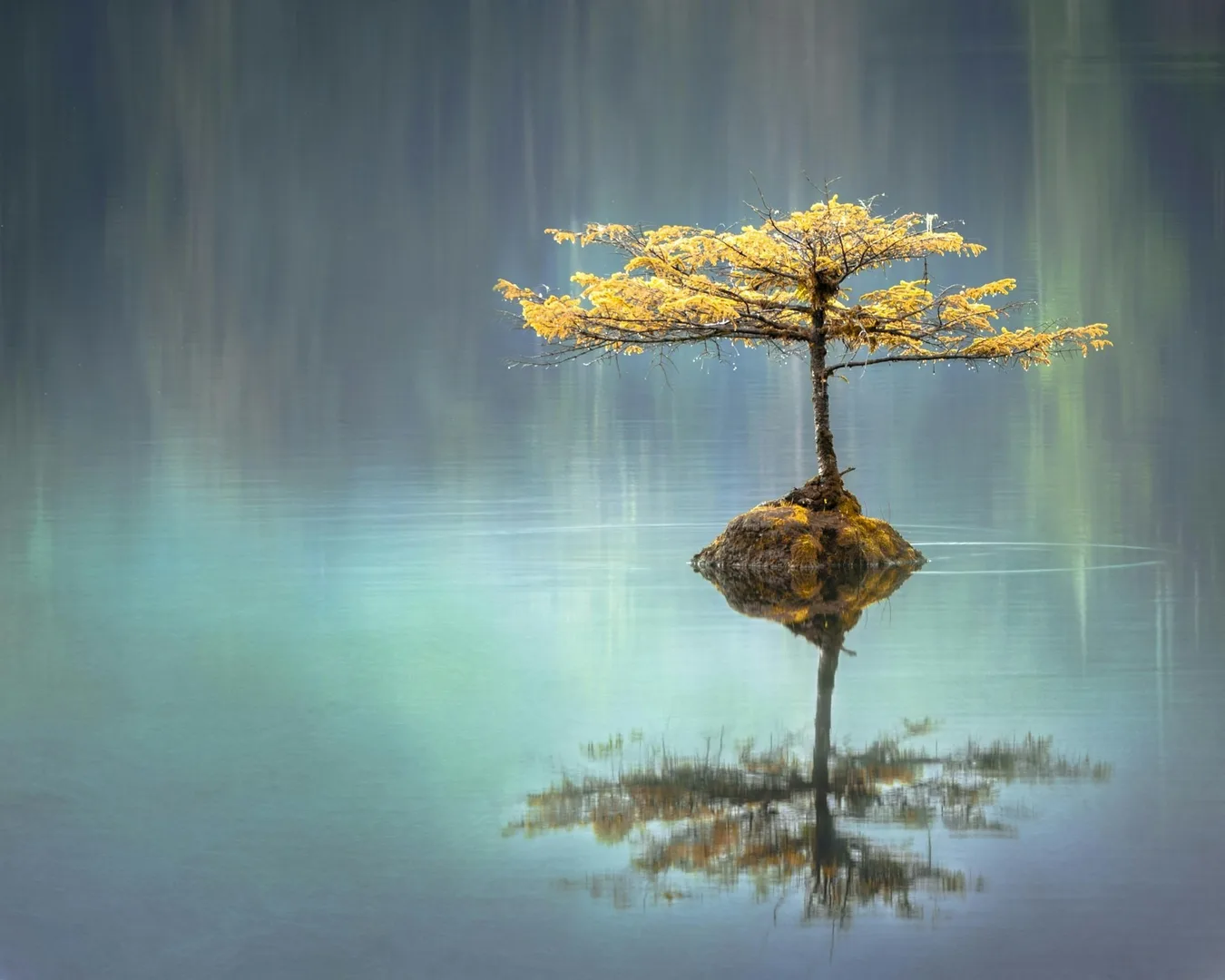 Un albero solitario su uno scoglio, riflesso in acqua ferma.