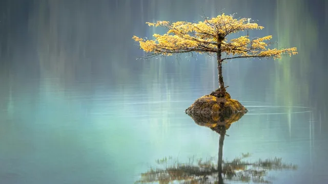 A single tree on a rock, reflected in still water.