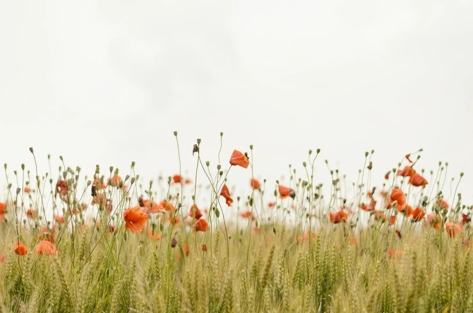 Red poppies in a field of tall grass.