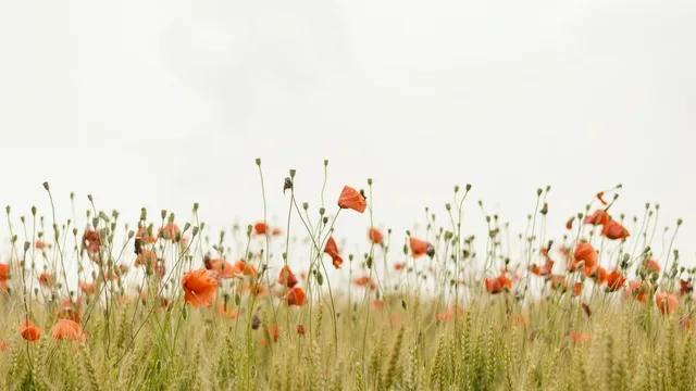 Red poppies in a field of tall grass.