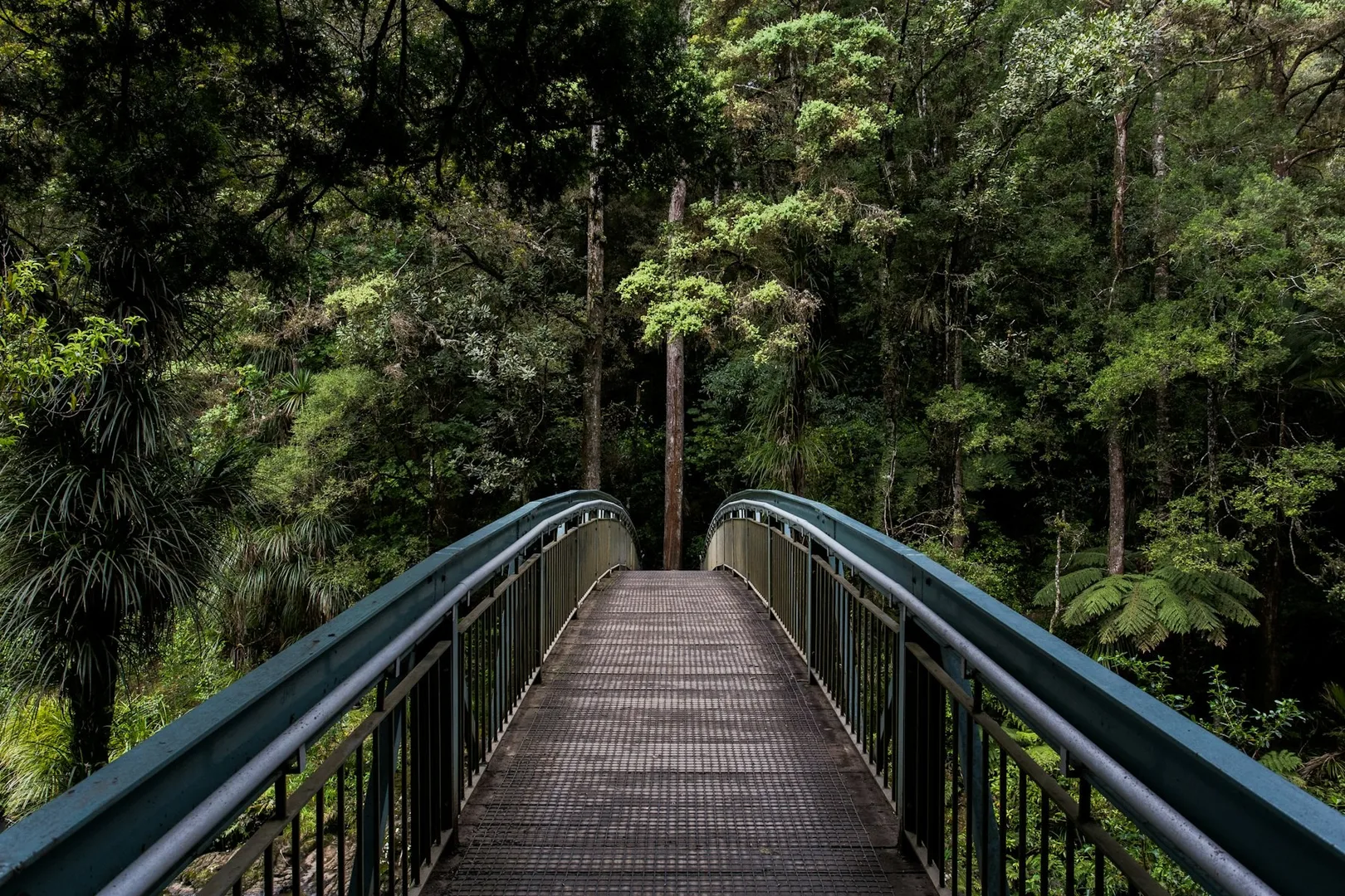 A wooden footbridge crossing a dense wood.