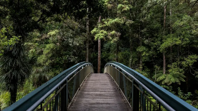 A wooden footbridge crossing a dense wood.