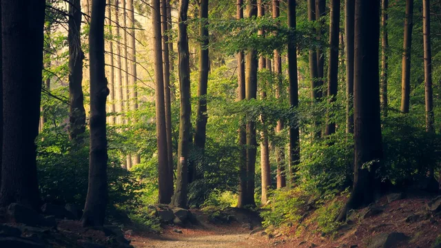 A path between tall trees, lit by low sunlight.