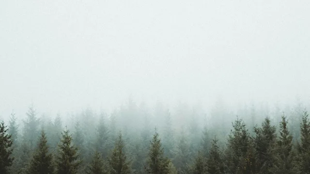 A conifer wood in mist under a pale sky.