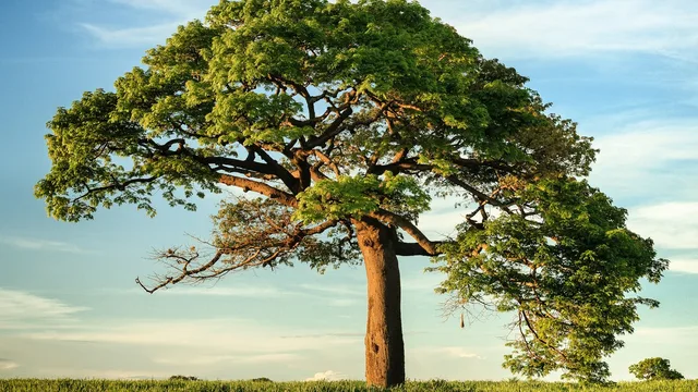 A single broad tree standing in a field under open sky.